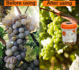 Solar - Powered Wasp Trap - Zambeel